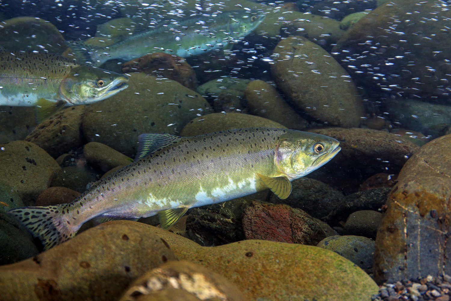 pink salmon