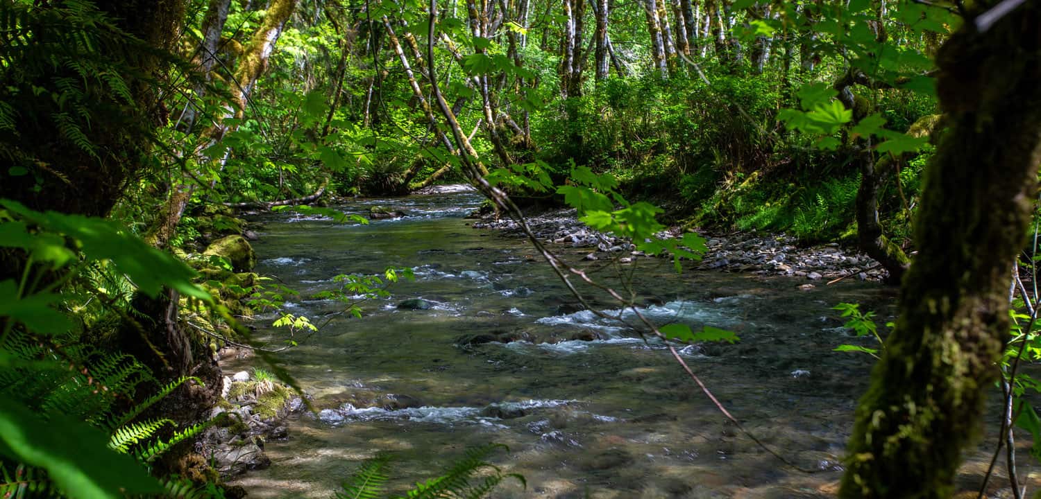 Quillayute River, Washington