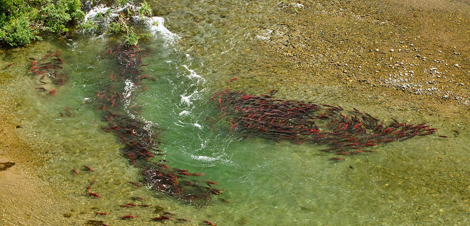 Bristol Bay, Alaska