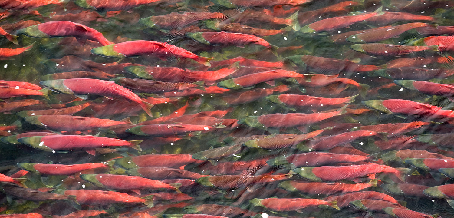 Bristol Bay Sockeye