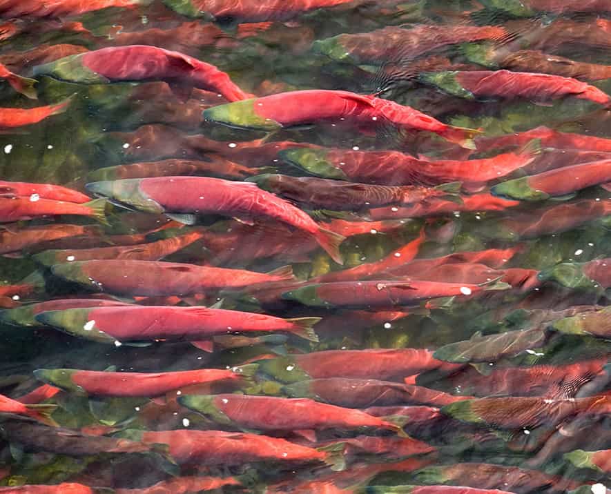 Salmon in Bristol Bay, Alaska, a key stronghold