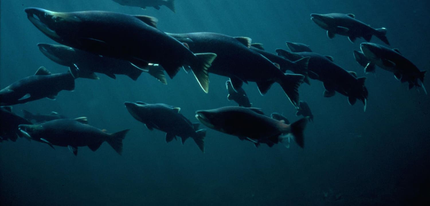 British Columbia Sockeye