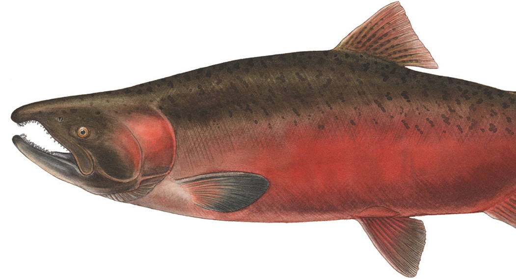 Chinook (King) O. tshawytscha