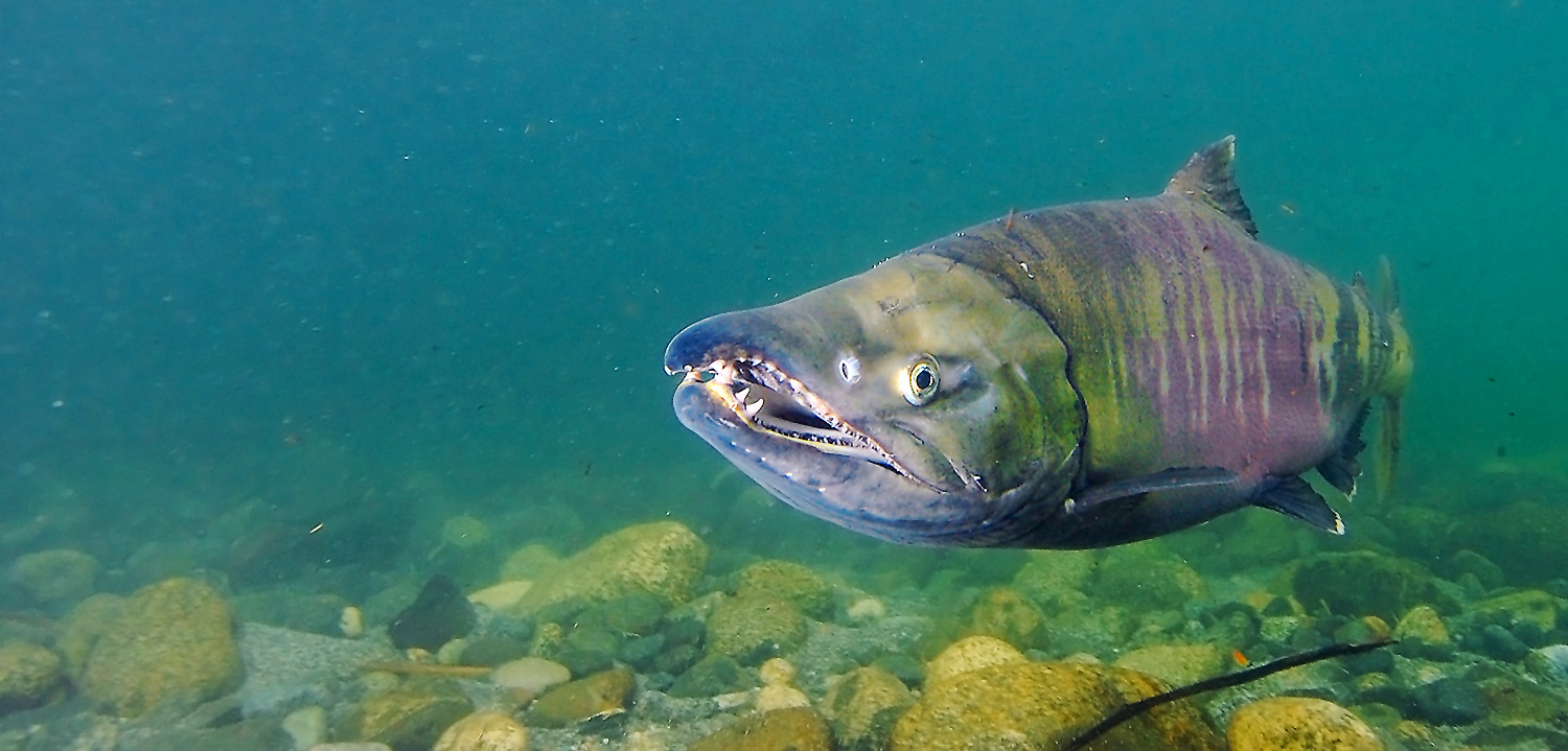 Chum salmon underwater