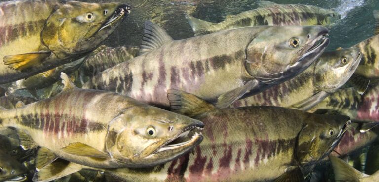 Vancouver Chef Rob Clark: Eat This Salmon