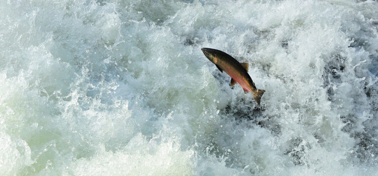 A $1.5M Win for Washington Wild Fish
