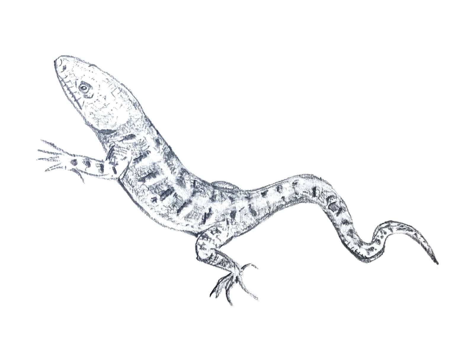 Foothills Alligator Lizard