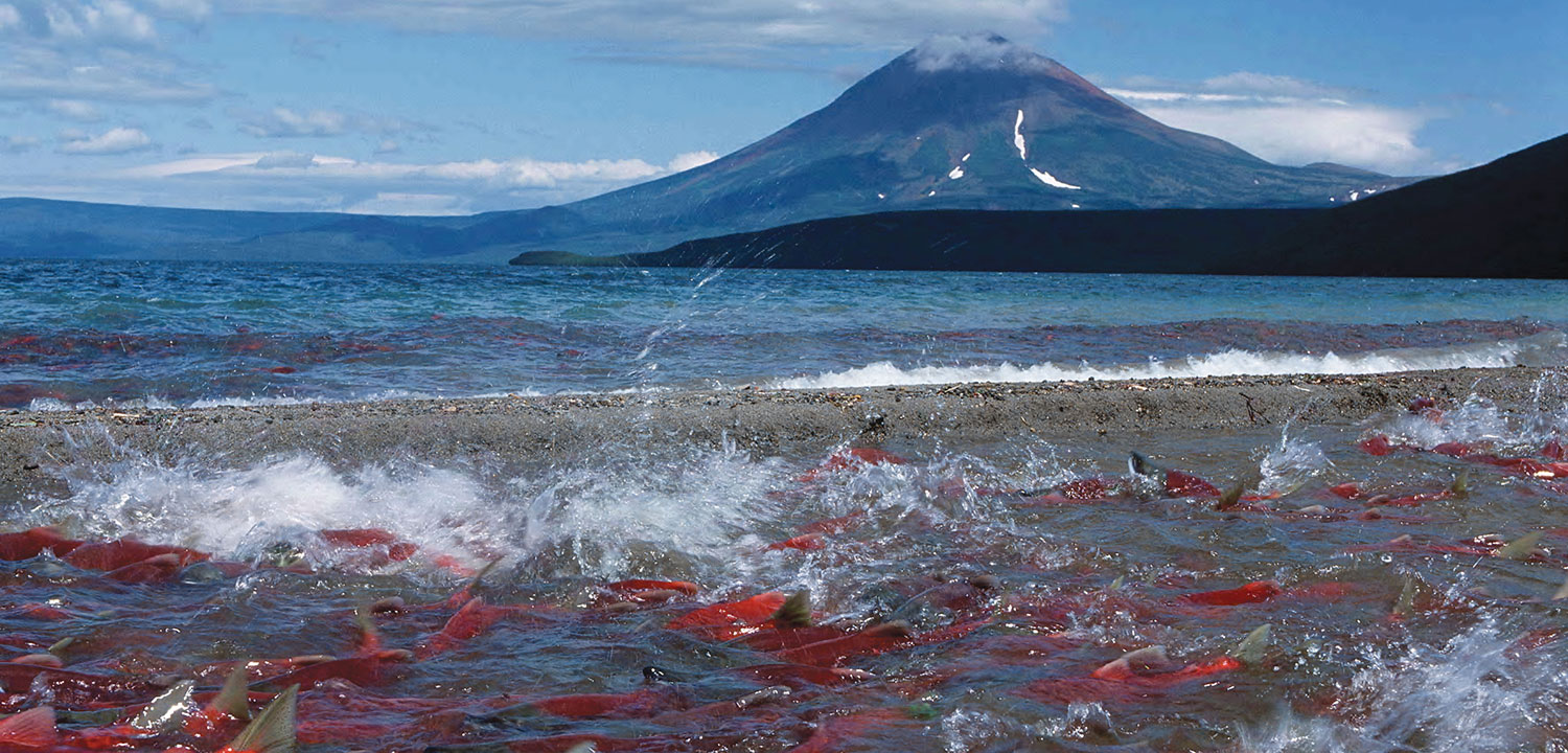 Kamchatka sockeye salmon spawning