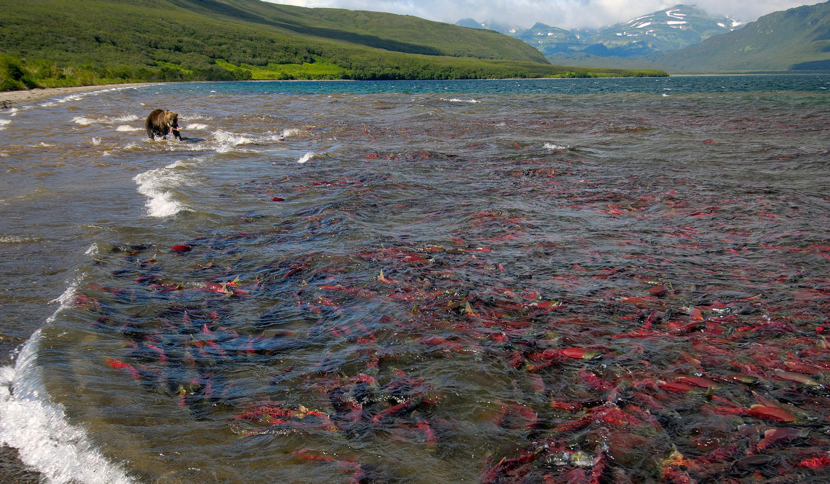 KAM_Salmon-bear-Igor Shpilenok crop