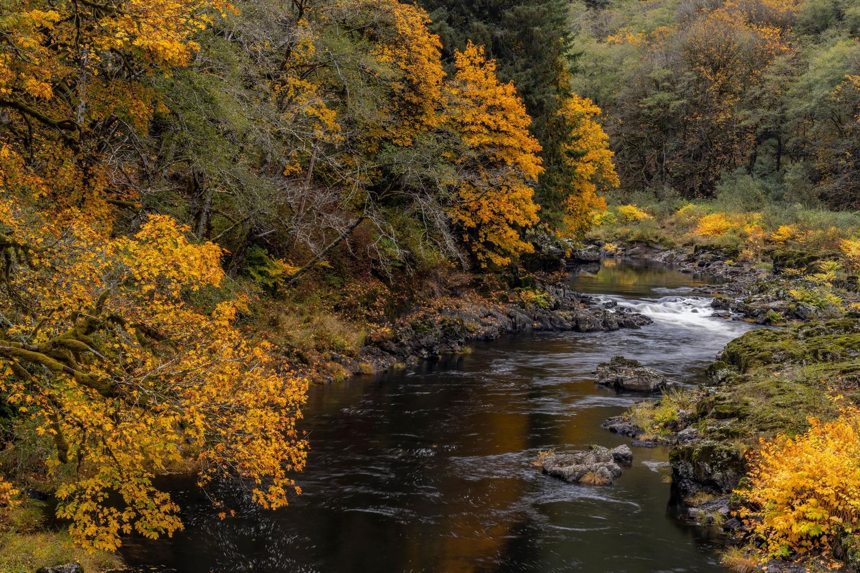 Fall color along the Nehalem River in the Tillamook State Forest, Oregon