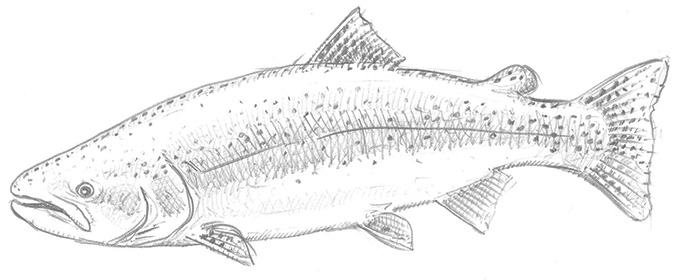 Pacific Trout