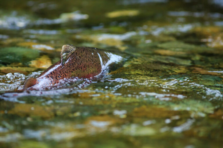 Why we support Oregon’s new fall Chinook harvest rules
