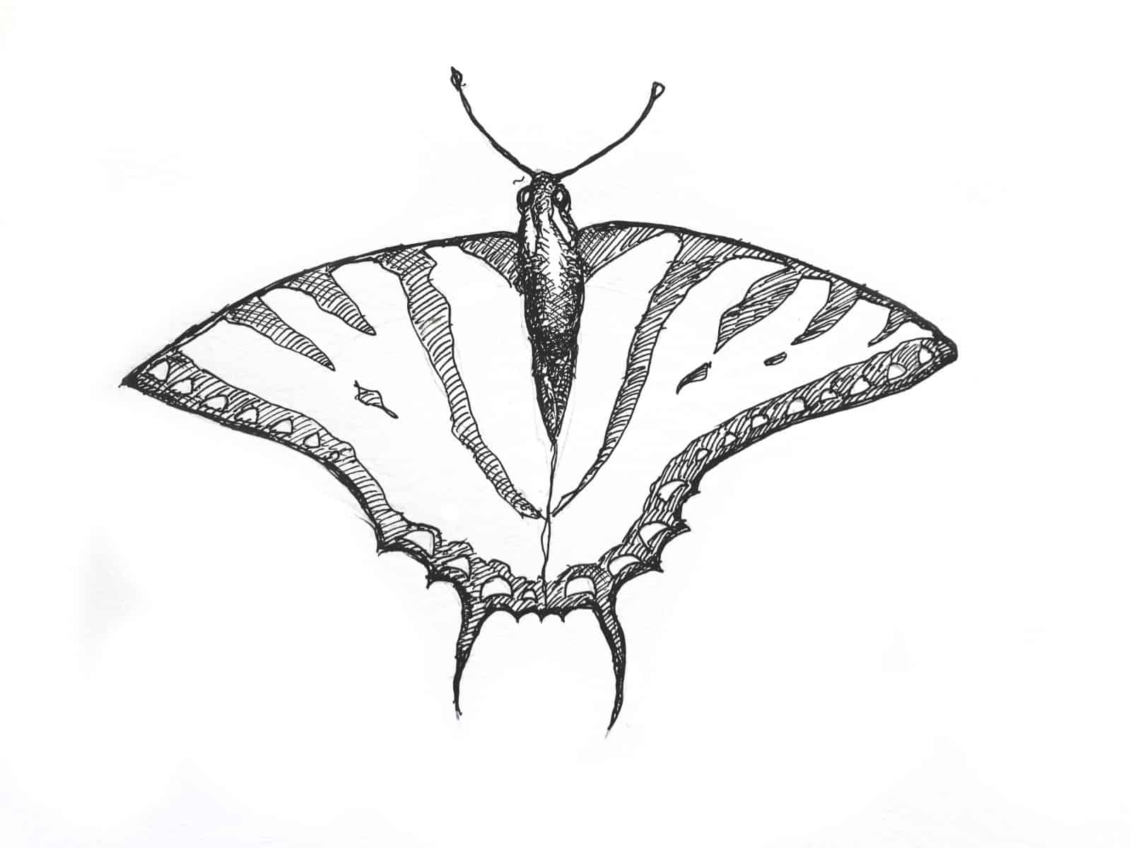 Western Swallowtail Butterfly
