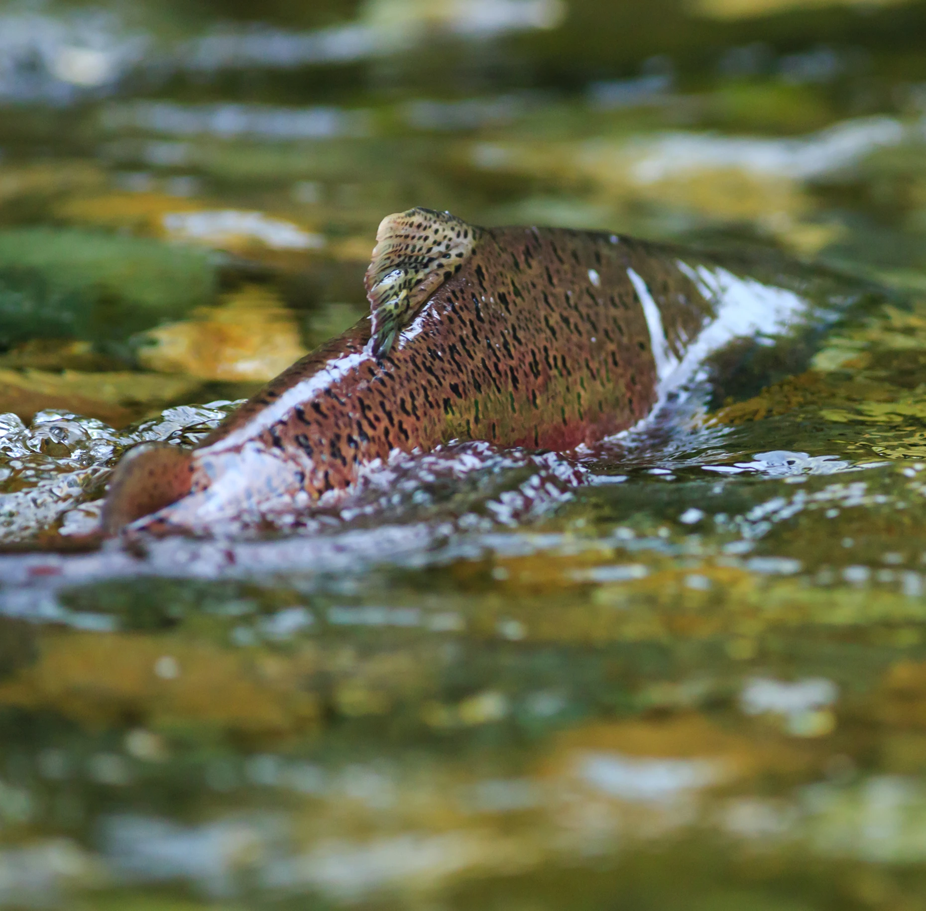 How proactive salmon conservation can deliver global benefits