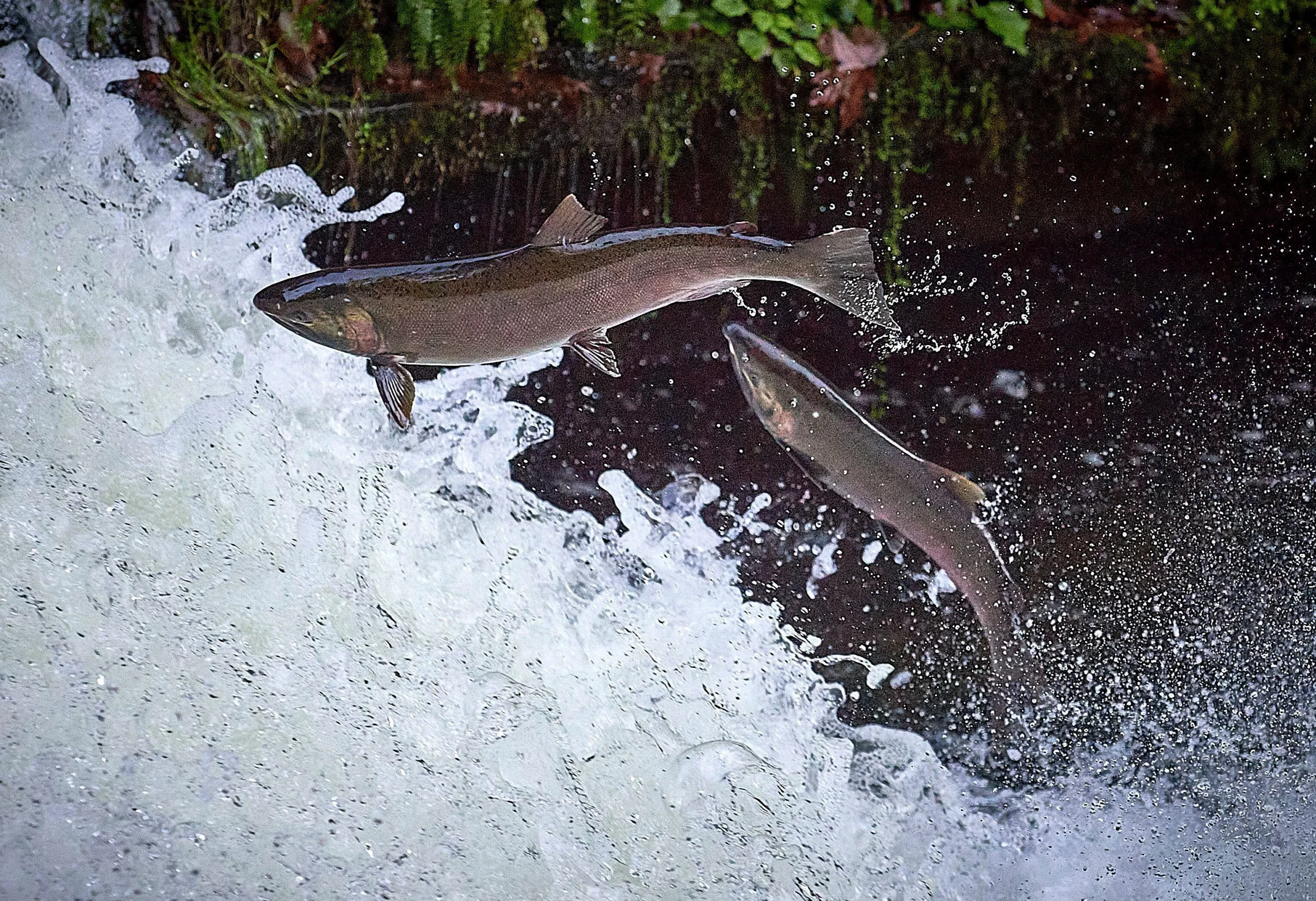 Coast Coho Partnership